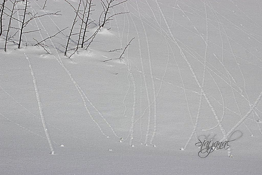 оттепель, весна, тайга, самаровский останец, проталины 
