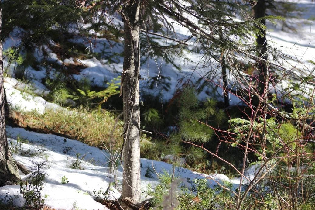 Проталины, весна, бурундук, тайга, птицы