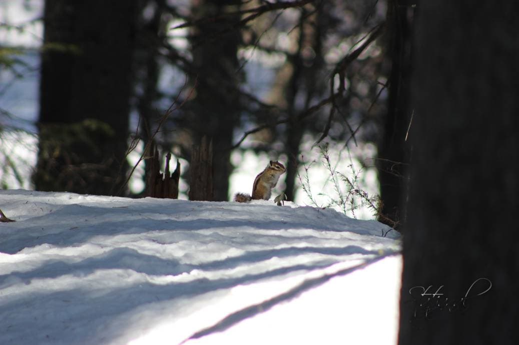 Проталины, весна, бурундук, тайга, птицы