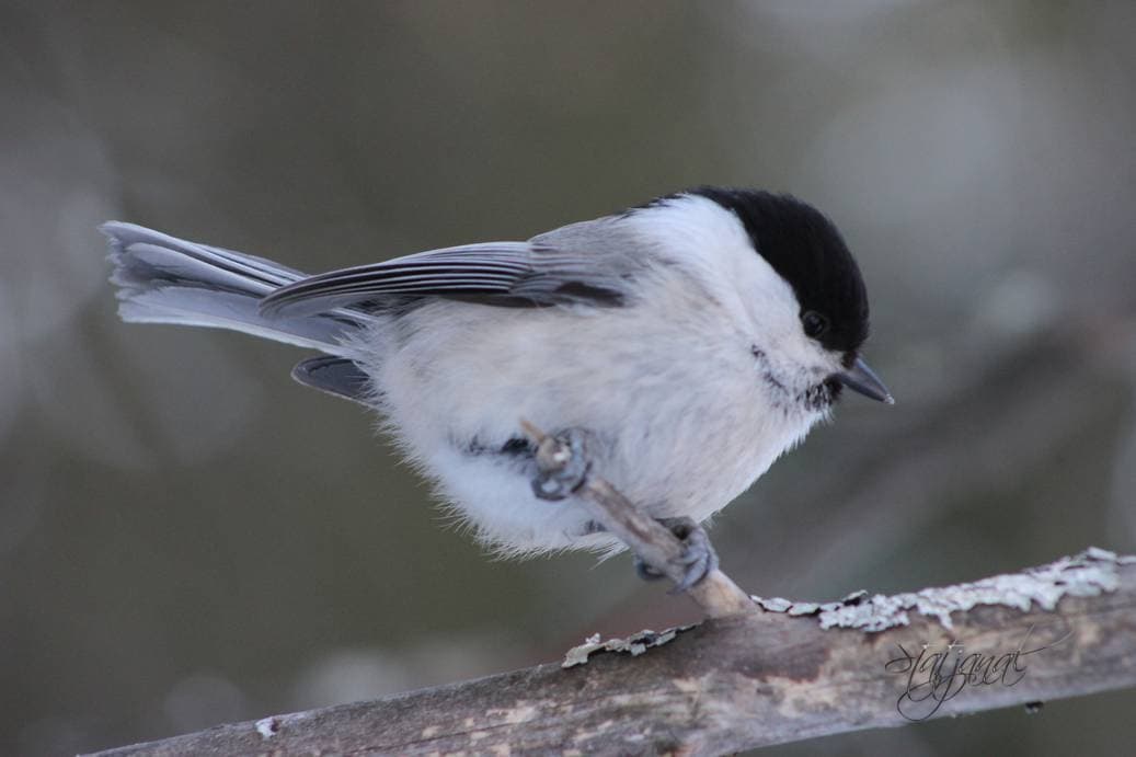 Проталины, весна, бурундук, тайга, птицы, гаичка