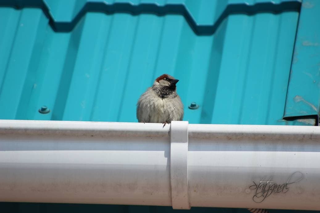 Проталины, весна, бурундук, тайга, птицы, воробей