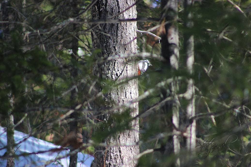 Проталины, весна, бурундук, тайга, птицы, пёстрый дятел 