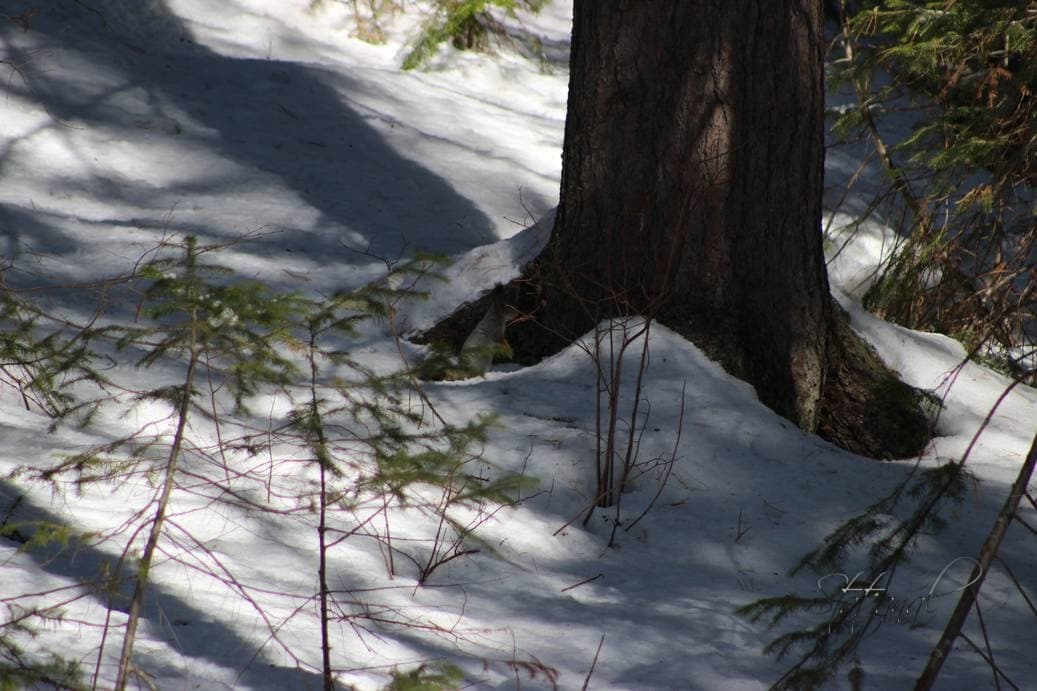 Проталины, весна, бурундук, тайга, птицы, белка