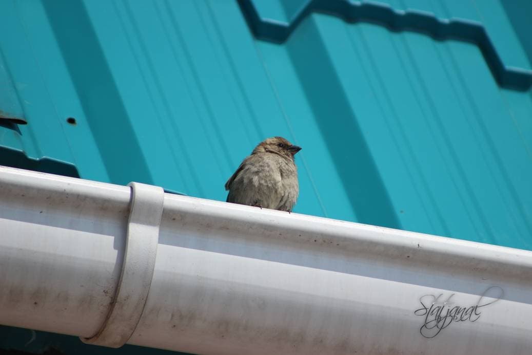 Проталины, весна, бурундук, тайга, птицы, воробьи 
