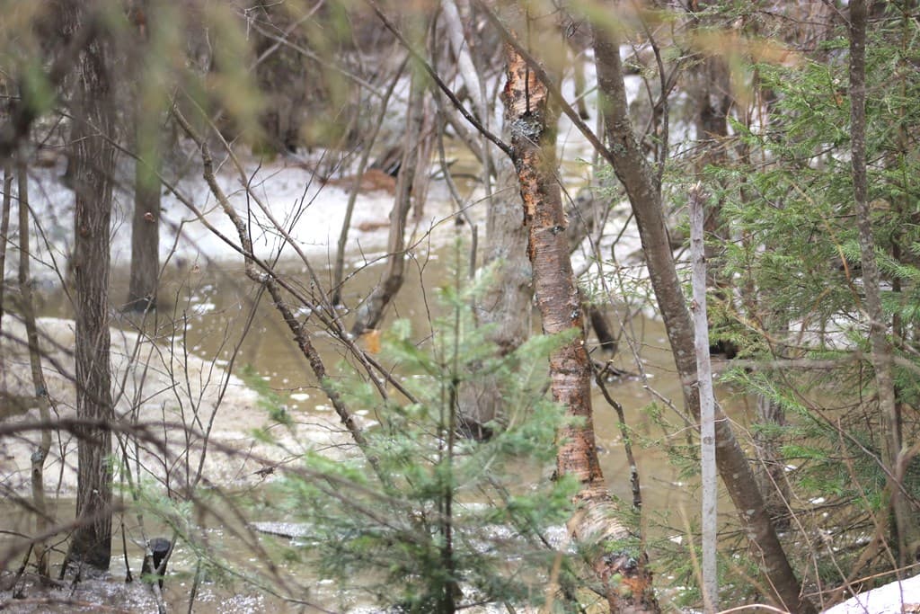 ручей, лог холодный, снегирь, зяблик, тайга, Югра, май