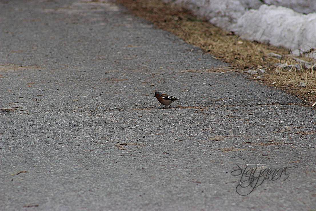 зяблик, трясогузка, насекомые, хвостик, поиск, весна, югра