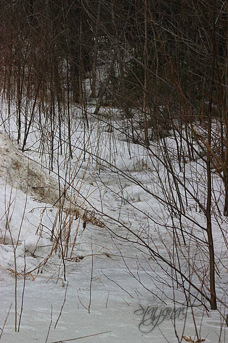  тайга, весна, снег, югра, птицы