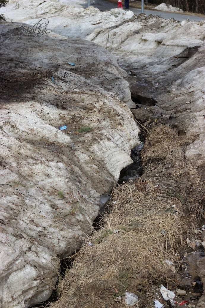 тайга, зяблики, буроголовая гаичка, Югра, весна, ручей