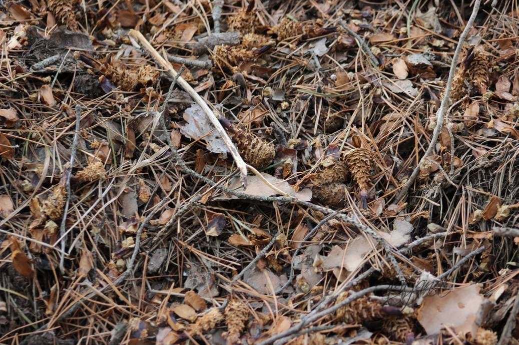 тайга, зяблики, буроголовая гаичка, Югра, весна, ручей