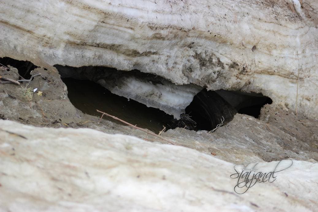 тайга, зяблики, буроголовая гаичка, Югра, весна, ручей