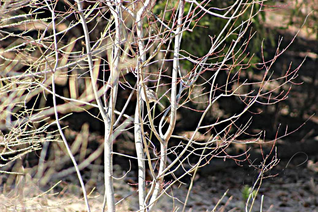 ручей, лог холодный, снегирь, зяблик, тайга, Югра, май, овсянка