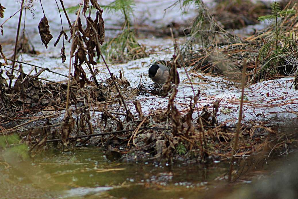 ручей, лог холодный, снегирь, зяблик, тайга, Югра, май, овсянка