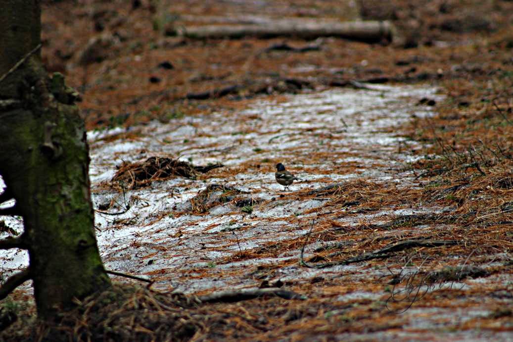 ручей, лог холодный, снегирь, зяблик, тайга, Югра, май, овсянка