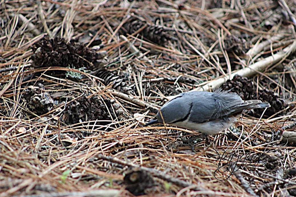 Кедр, поползень, орехи, лето, тайга, Югра, семя.