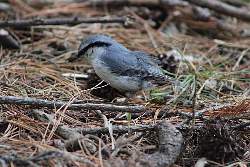 Кедр, поползень, орехи, лето, тайга, Югра, семя.