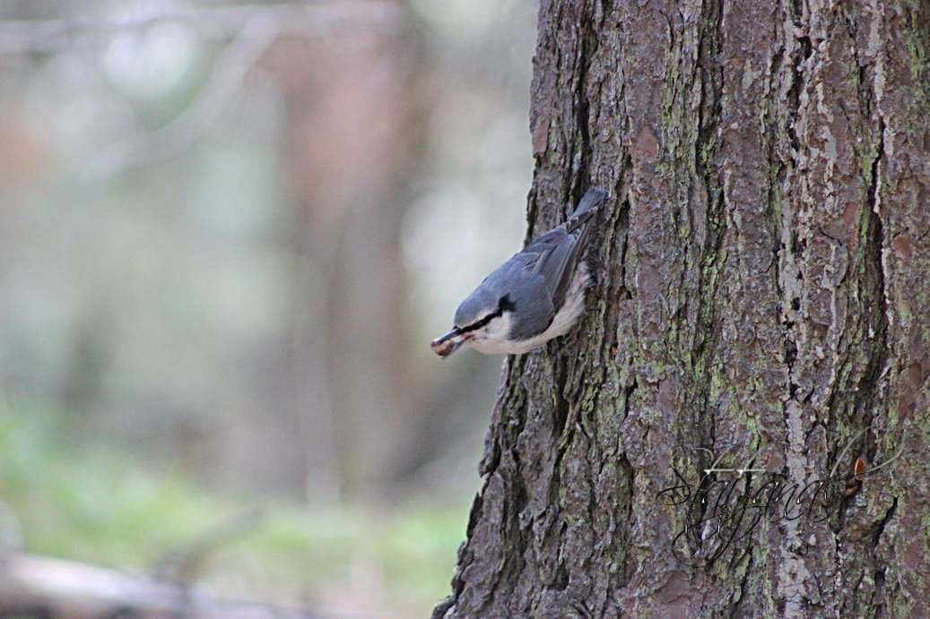 Кедр, поползень, орехи, лето, тайга, Югра, семя.