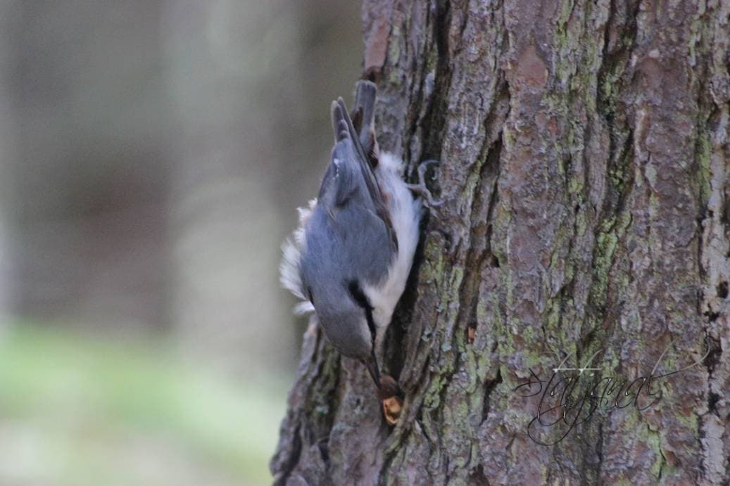 Кедр, поползень, орехи, лето, тайга, Югра, семя.