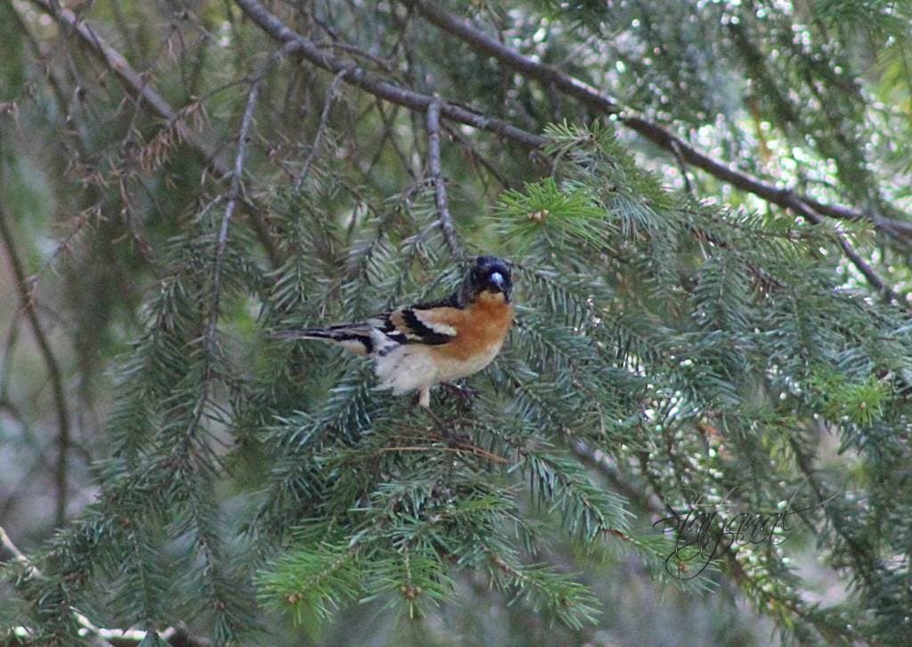 Птица, юрок, тайга, Югра