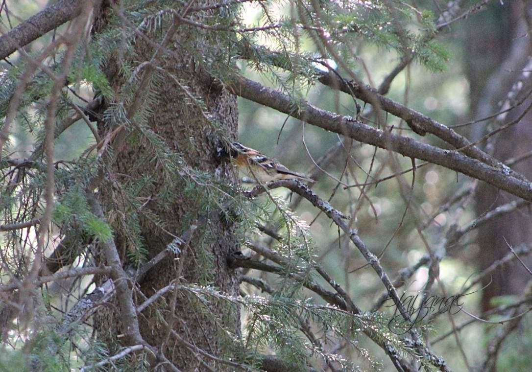 Птица, юрок, тайга, Югра