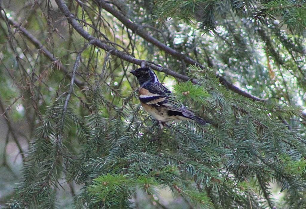 Птица, юрок, тайга, Югра