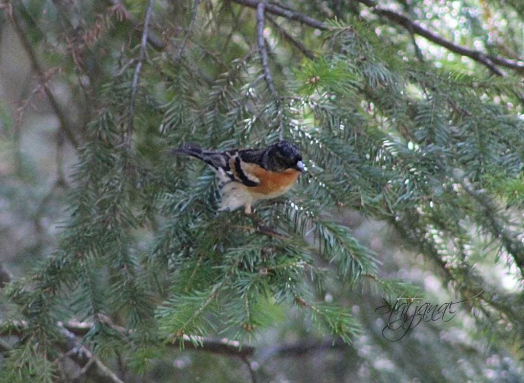 Птица, юрок, тайга, Югра