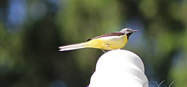 горная трясогузка