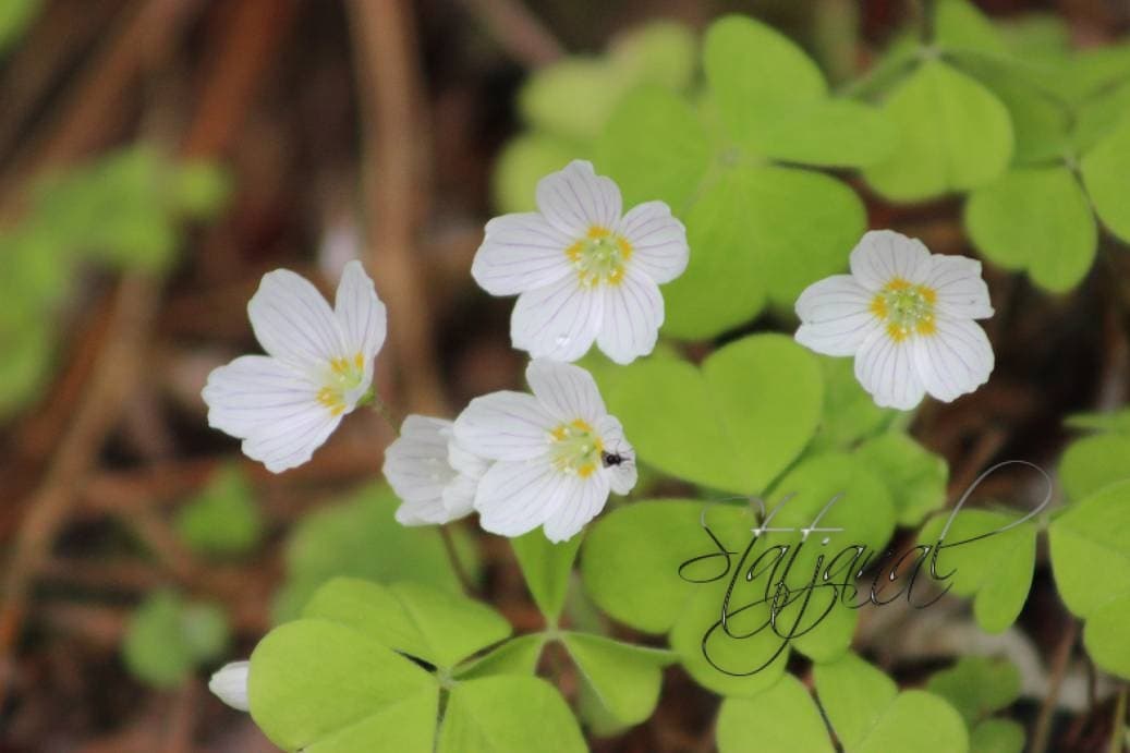 кислица, тайга, Югра