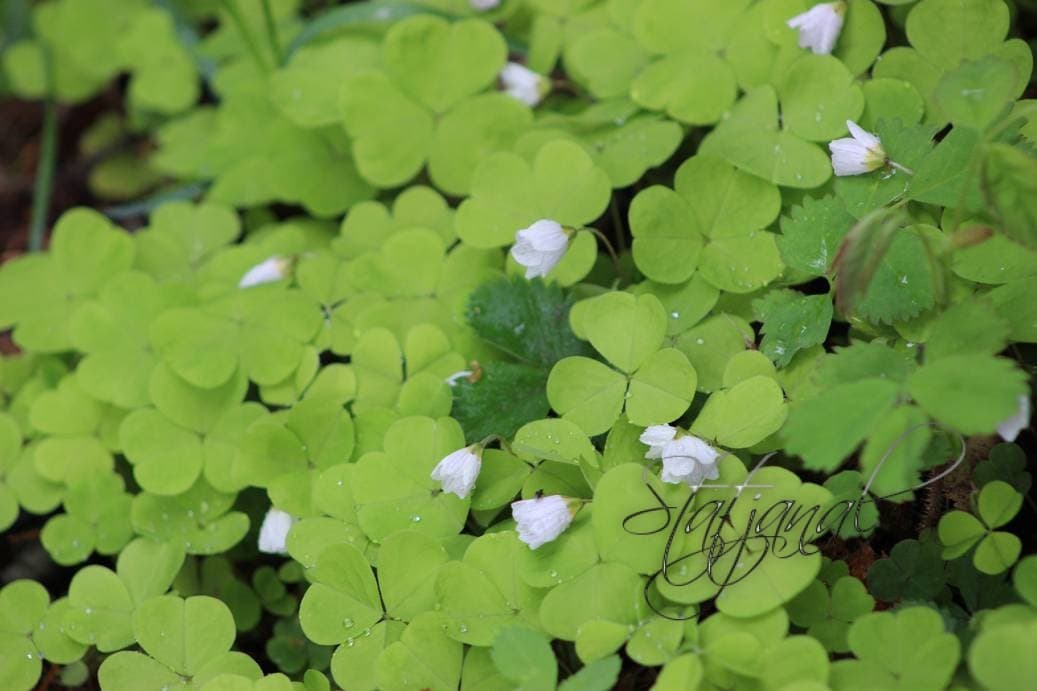 кислица, тайга, Югра