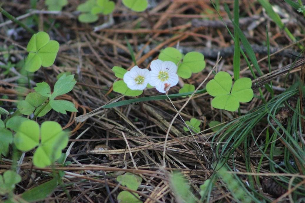 кислица, тайга