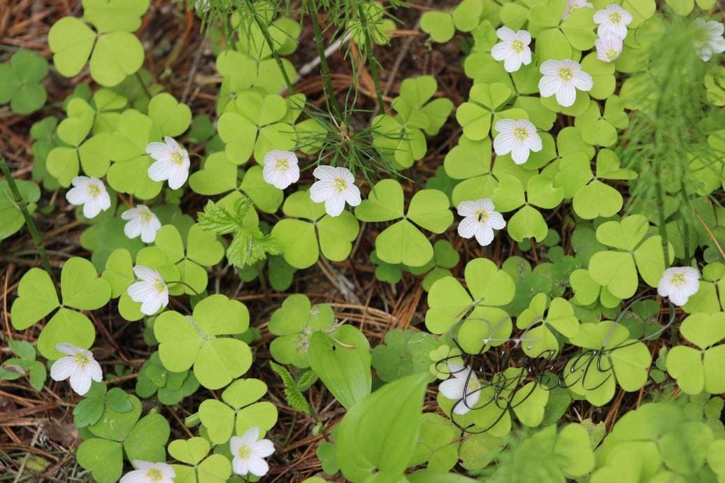 кислица, тайга, Юга