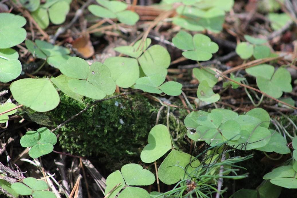 кислица, тайга, Югра