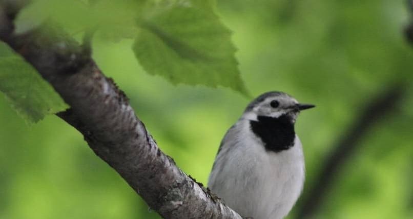 белая трясогузка