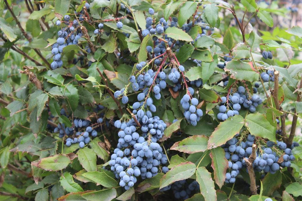 Крым, Керчь