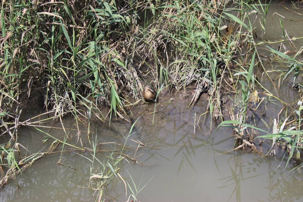 Скверы города Керчь.