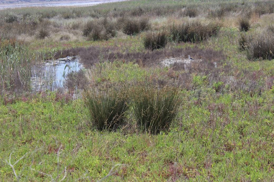 Чокракское озеро 