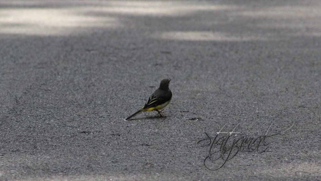 трясогузка