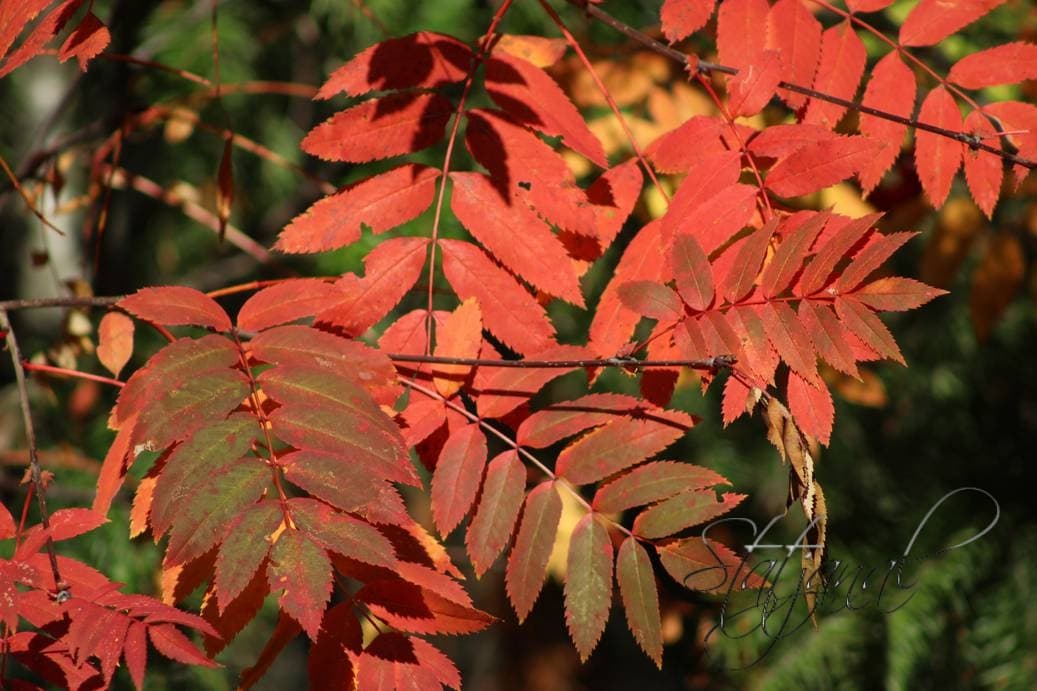 осень, природа, Югра