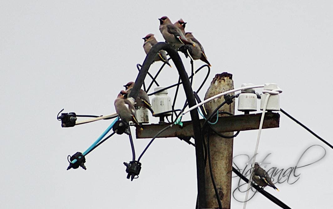 Свиристели