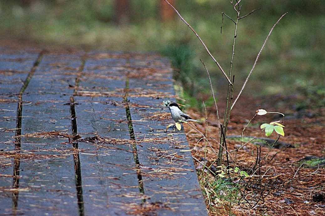 Черноголовая гаичка