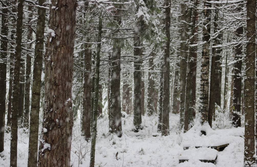 тайга, осень