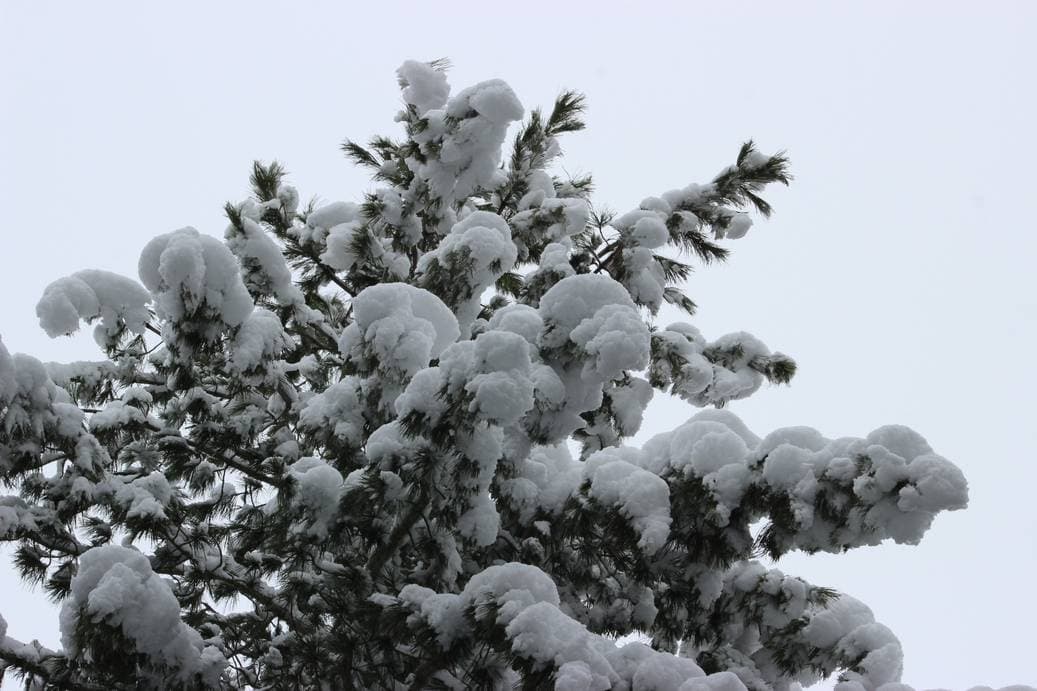 осень, тайга