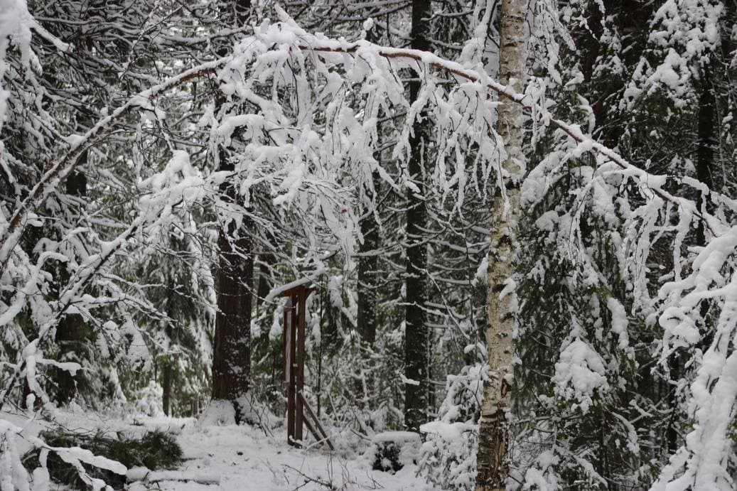 осень, Тайга