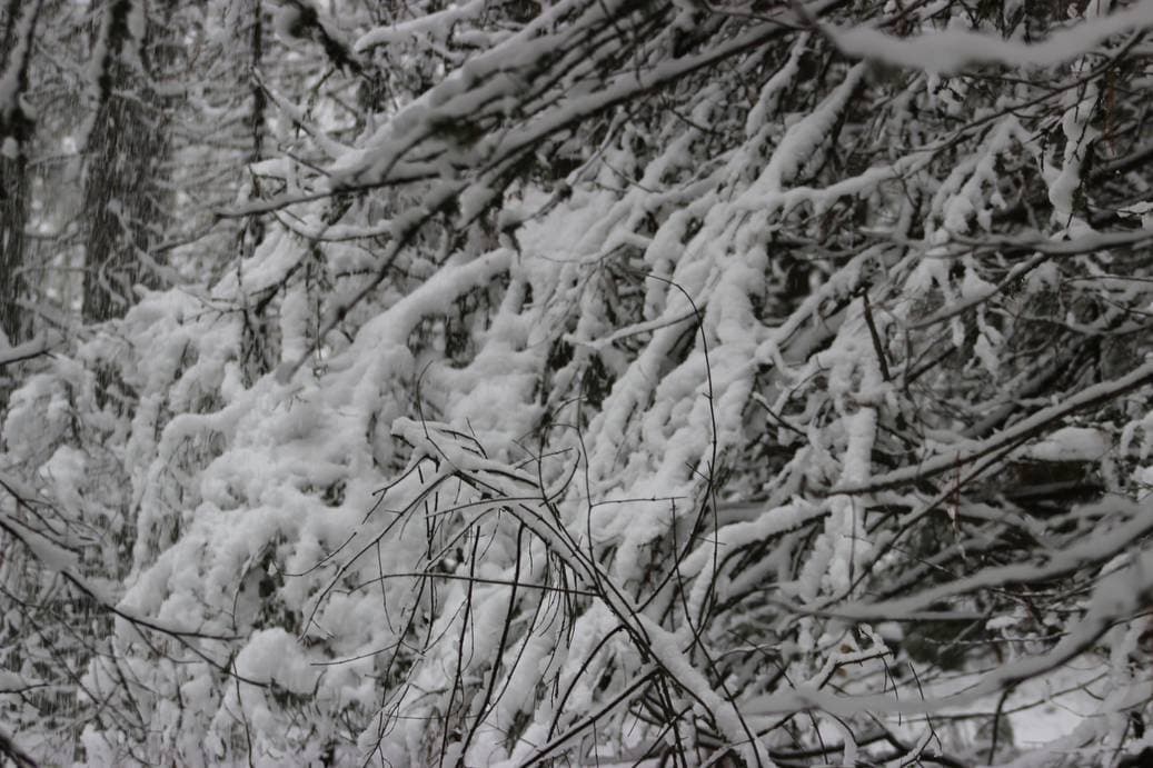 осень, Тайга
