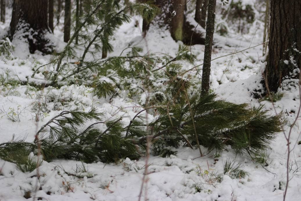осень, тайга 