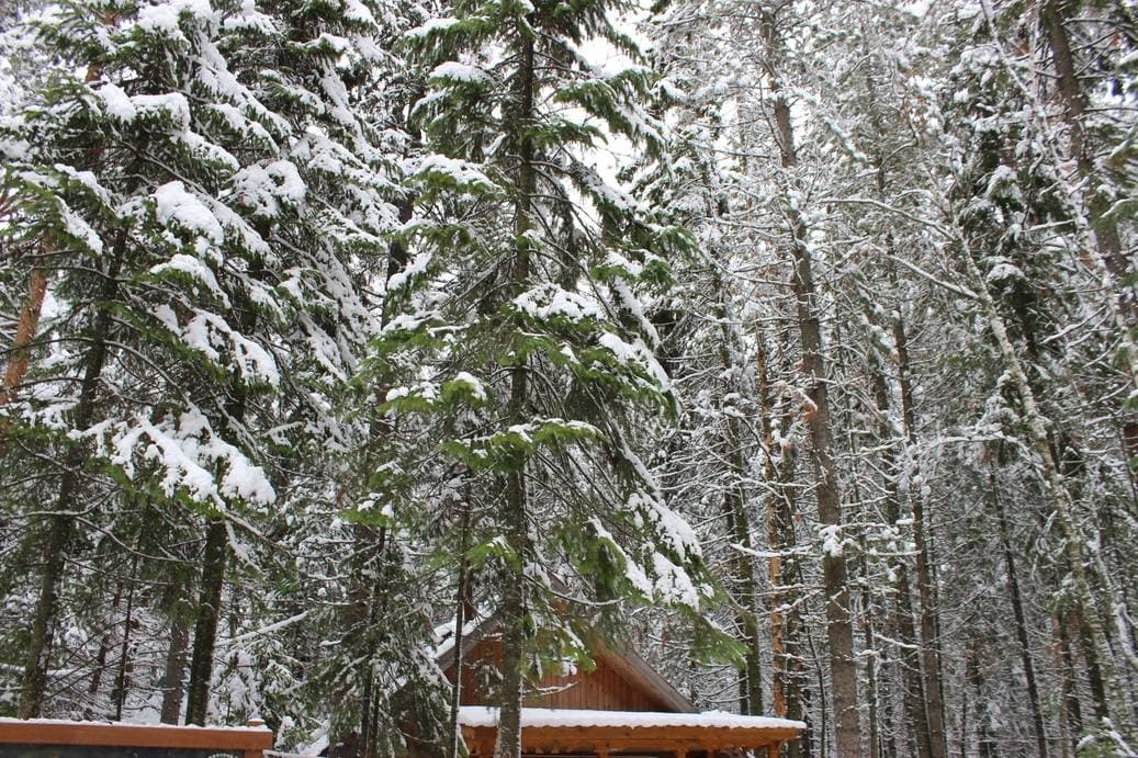 осень, Тайга