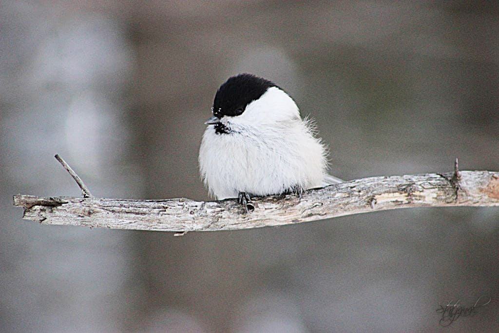 буроголовая гаичка