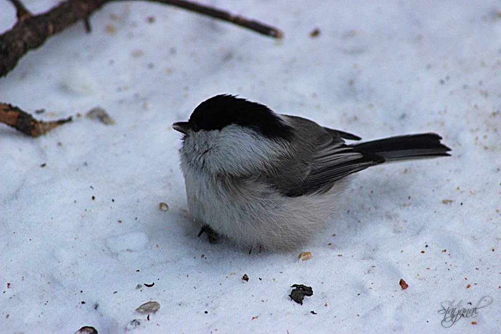 буроголовая гаичка