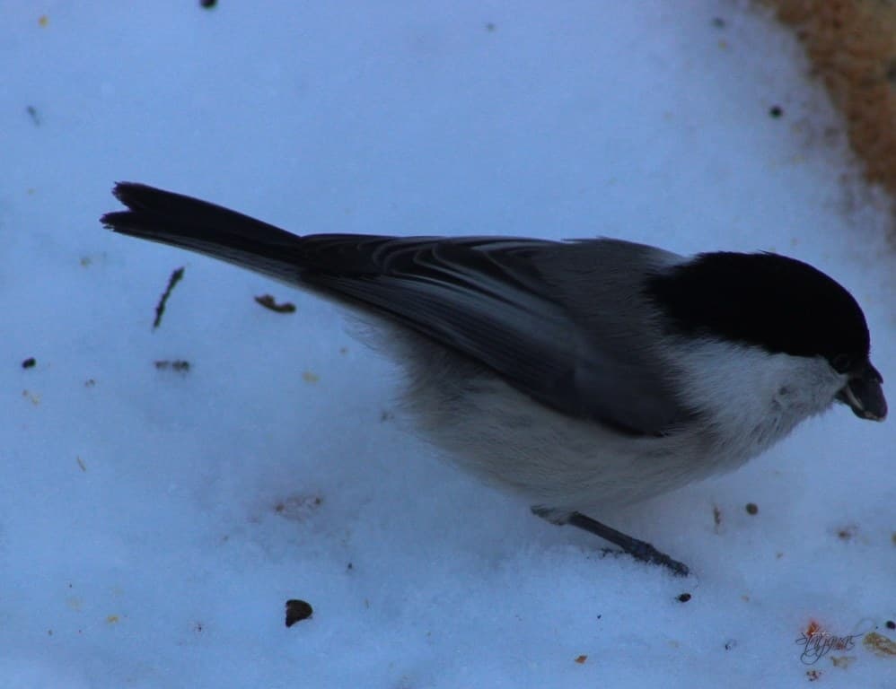 буроголовая гаичка