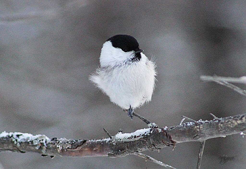 буроголовая гаичка