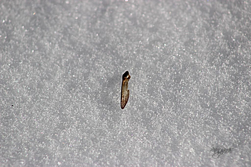 семя сосны обыкновенной